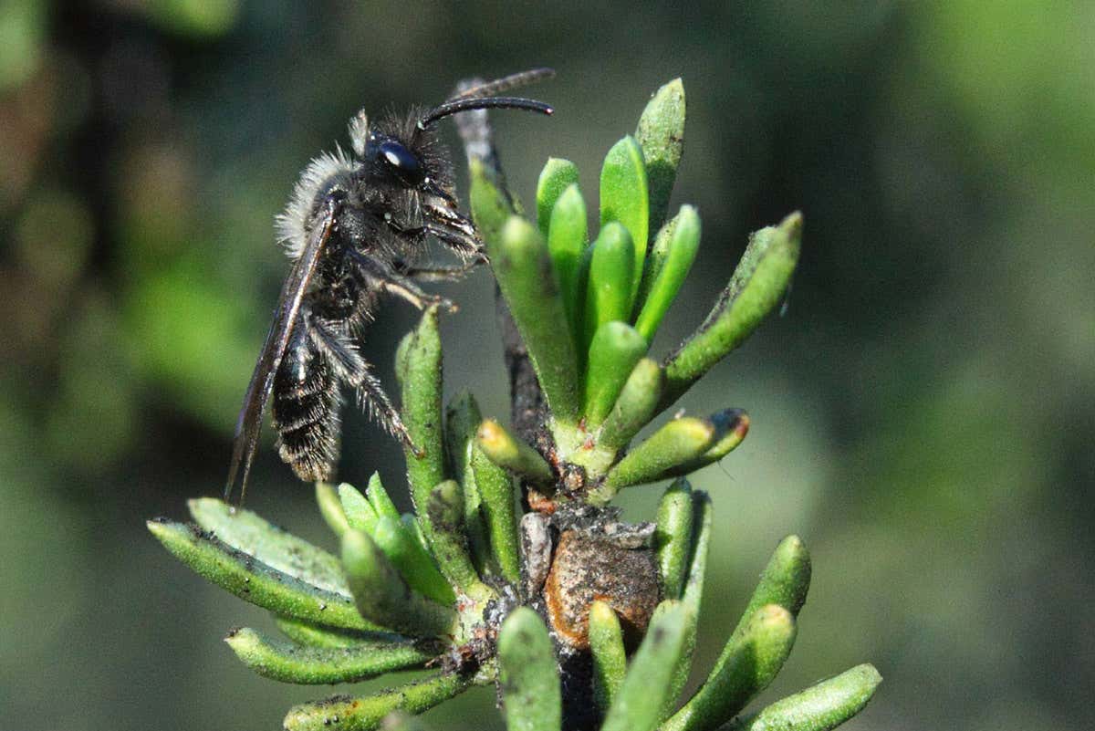 Bee on mouldy plant