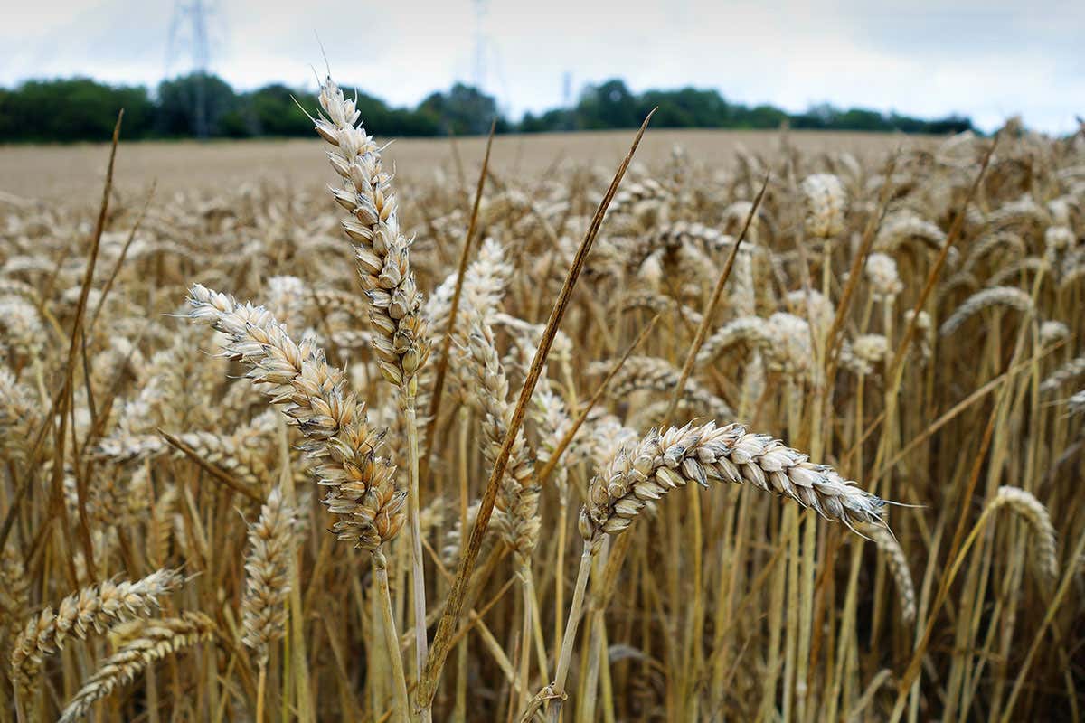 New Scientist. Science news and long reads from expert journalists, covering developments in science, technology, health and the environment on the website and the magazine.