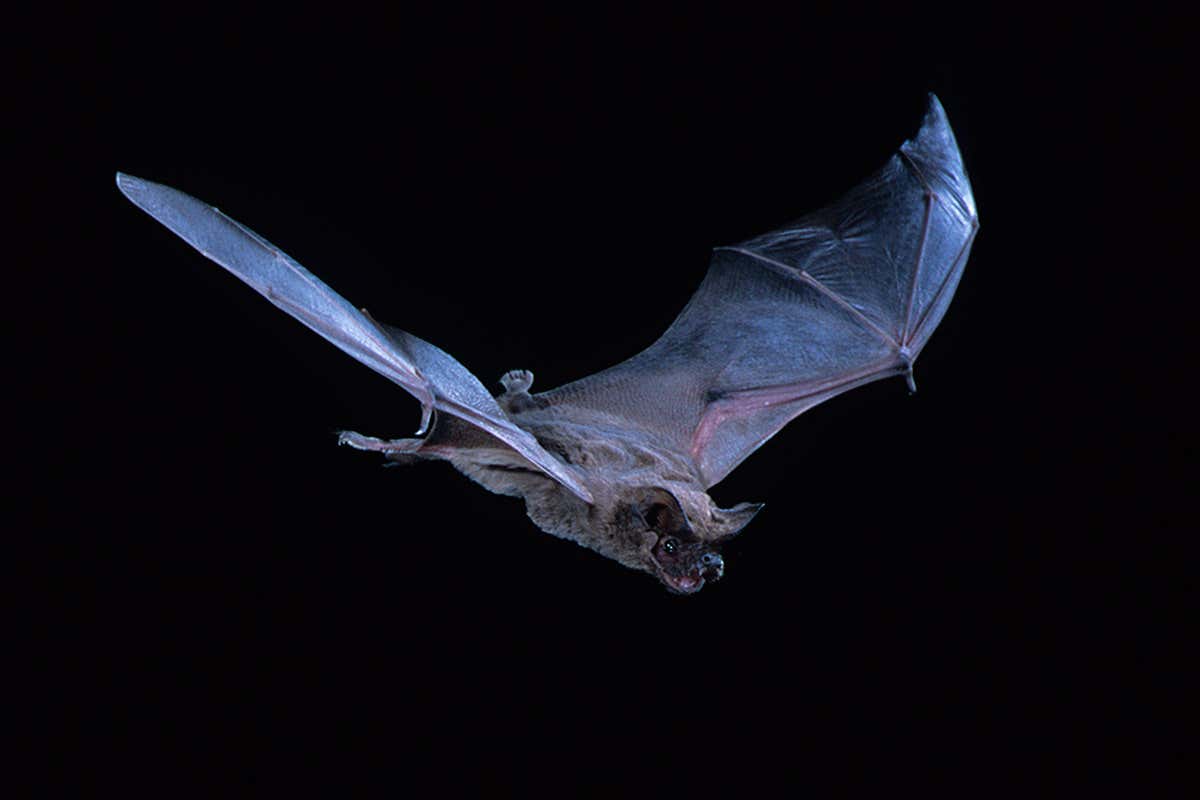 Speedy bat flies at 160km/h, smashing bird speed record