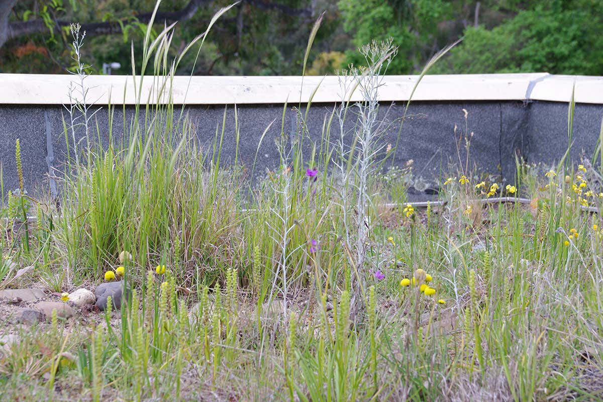 Plants growing in concrete elevated space