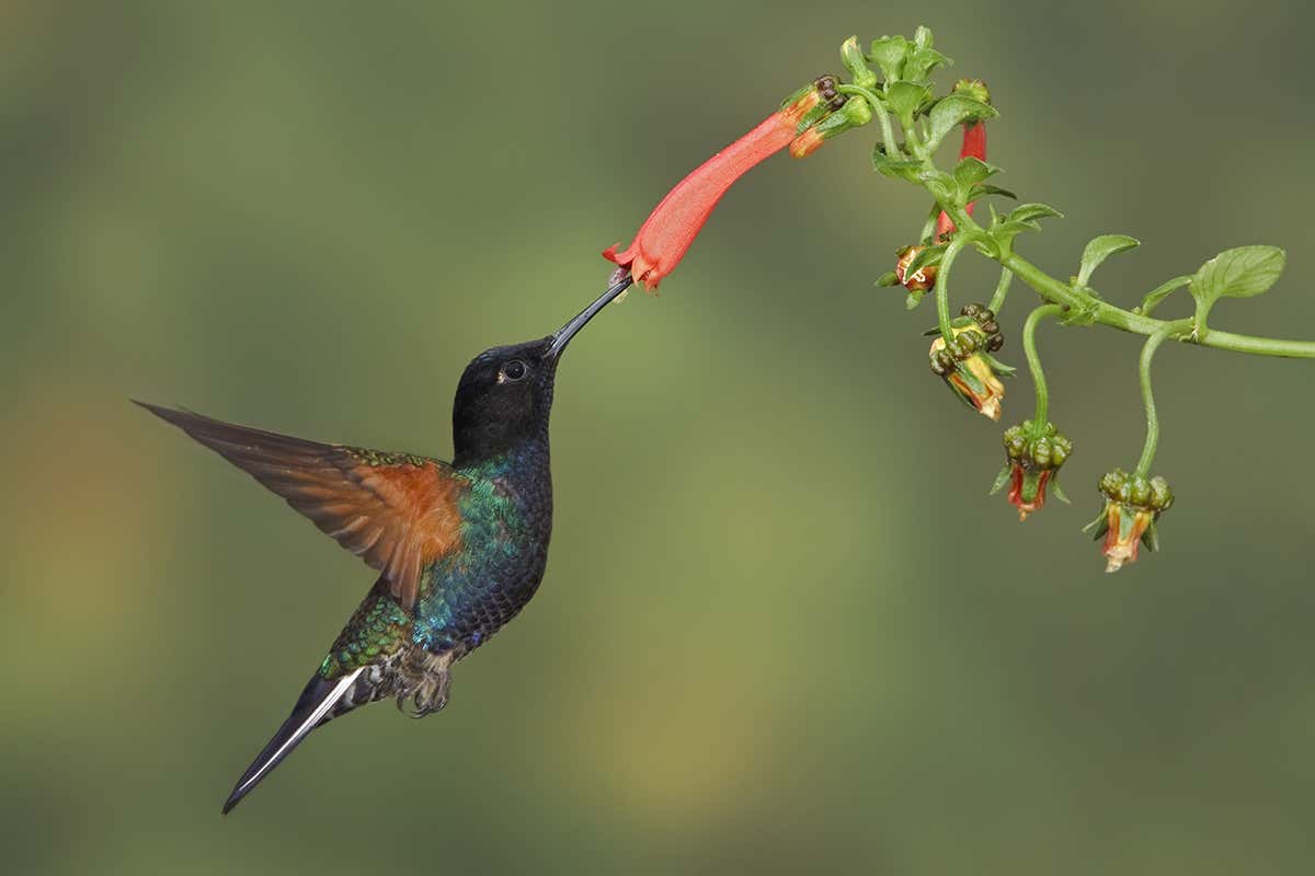 The velvet-purple coronet