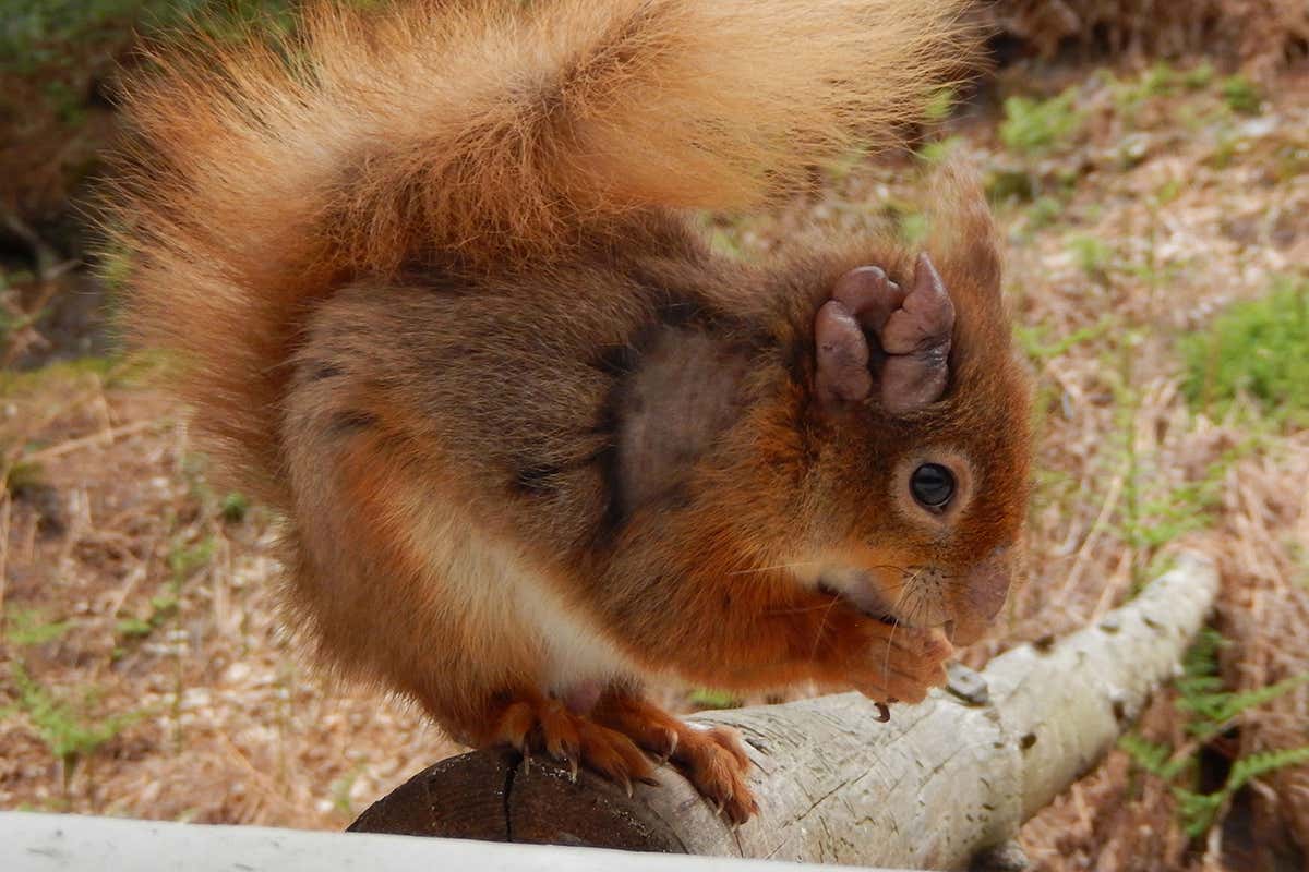 Red squirrel with signs of leprosy on its ears