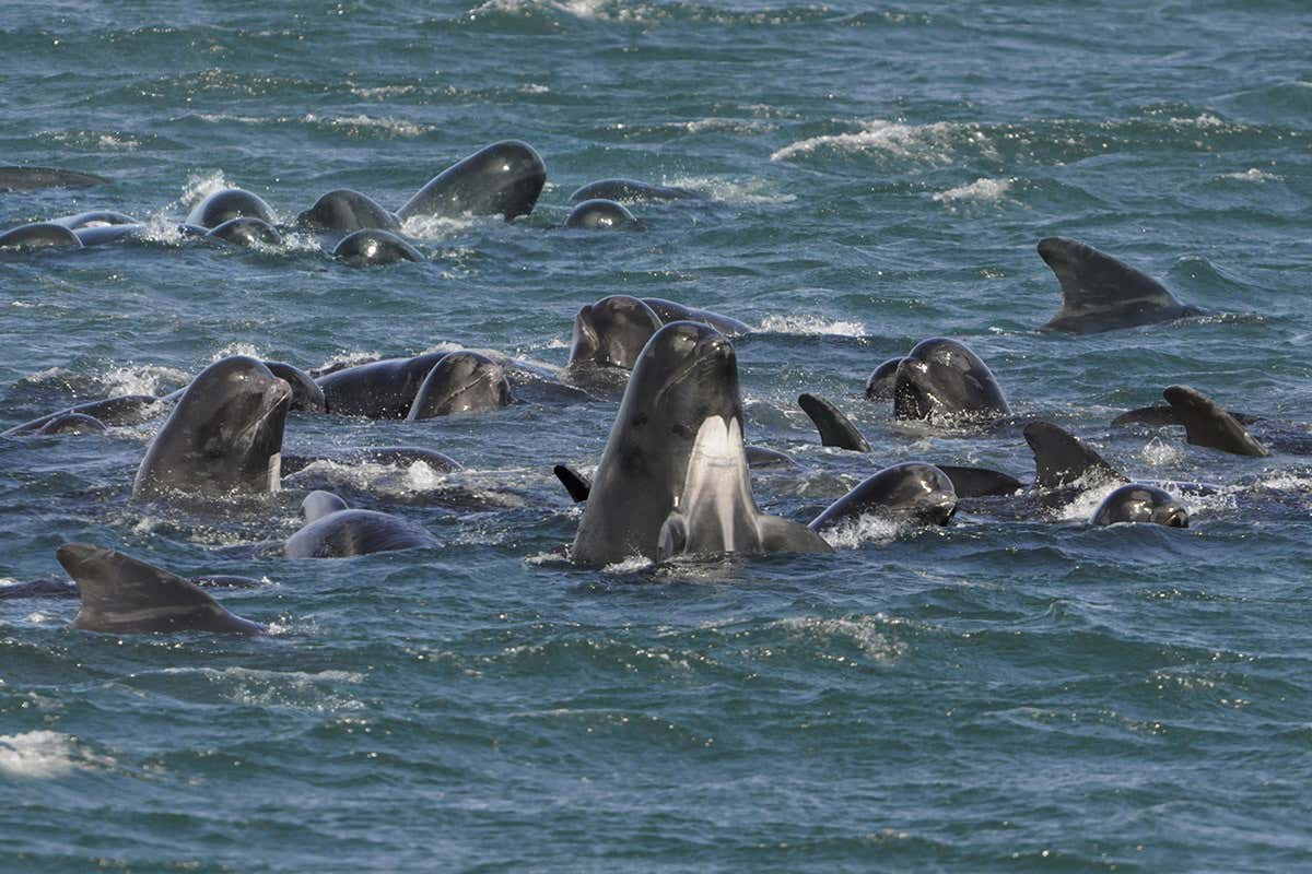 Group of pilot whales