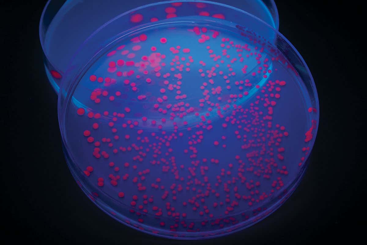 The world in 2076: Human-made life forms walk the earth