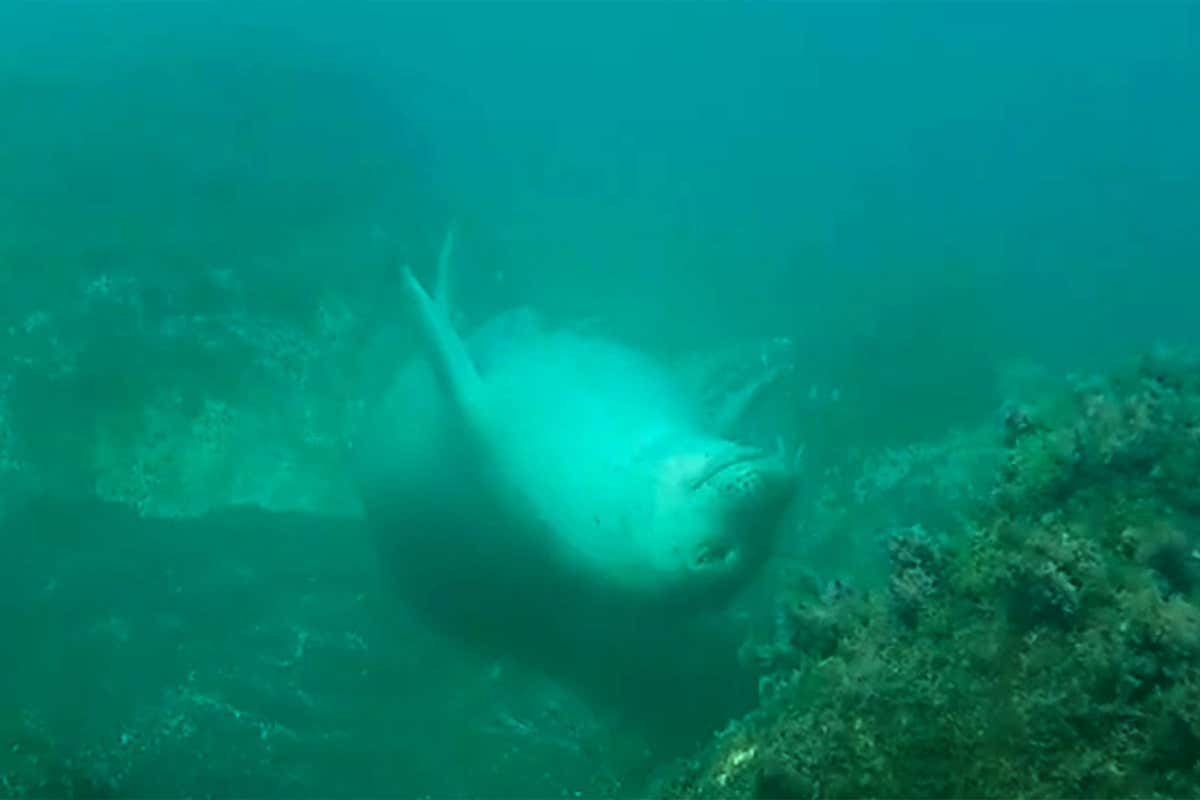 A seal on its back underwater, close to the seafloor