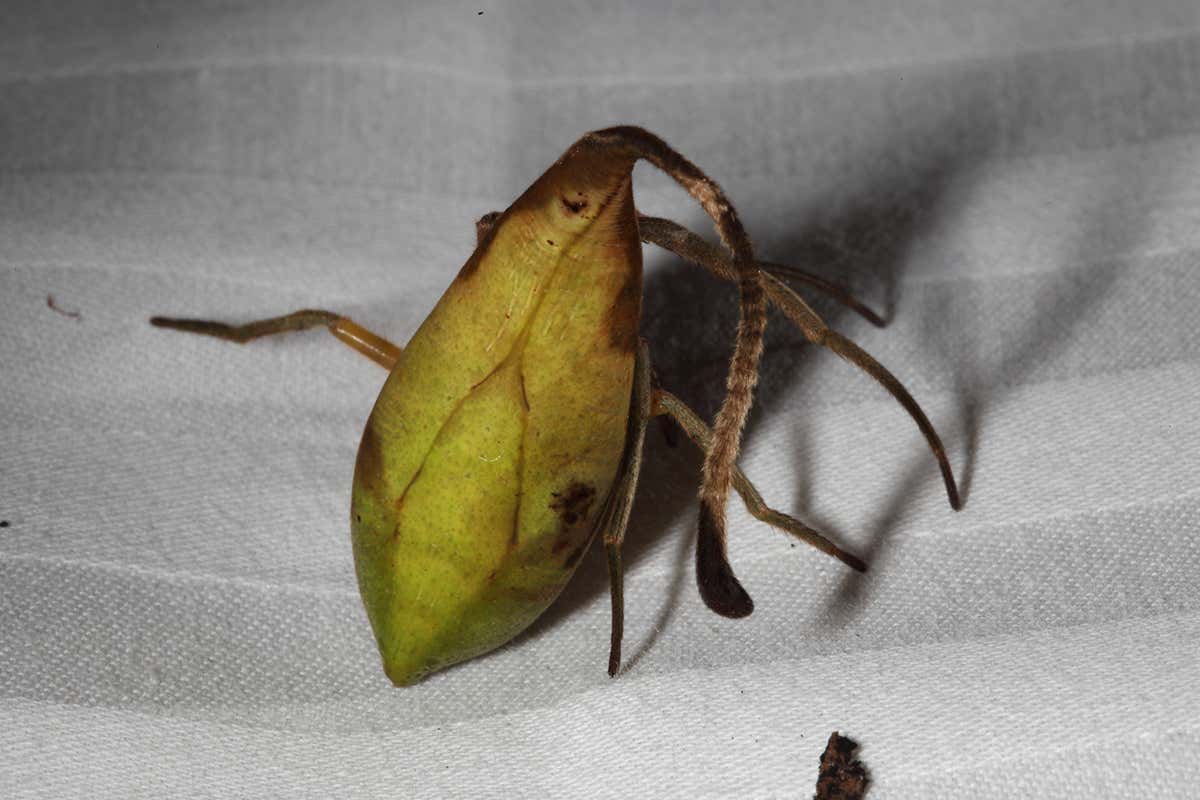 A close-up of the spider that looks like a leaf