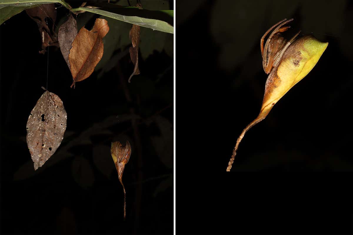 The spider hanging on a twig next to dead leaves attached to the branch with silk