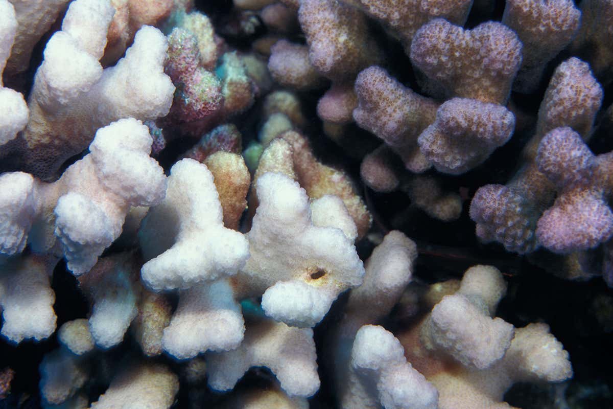 New Scientist. Science news and long reads from expert journalists, covering developments in science, technology, health and the environment on the website and the magazine.