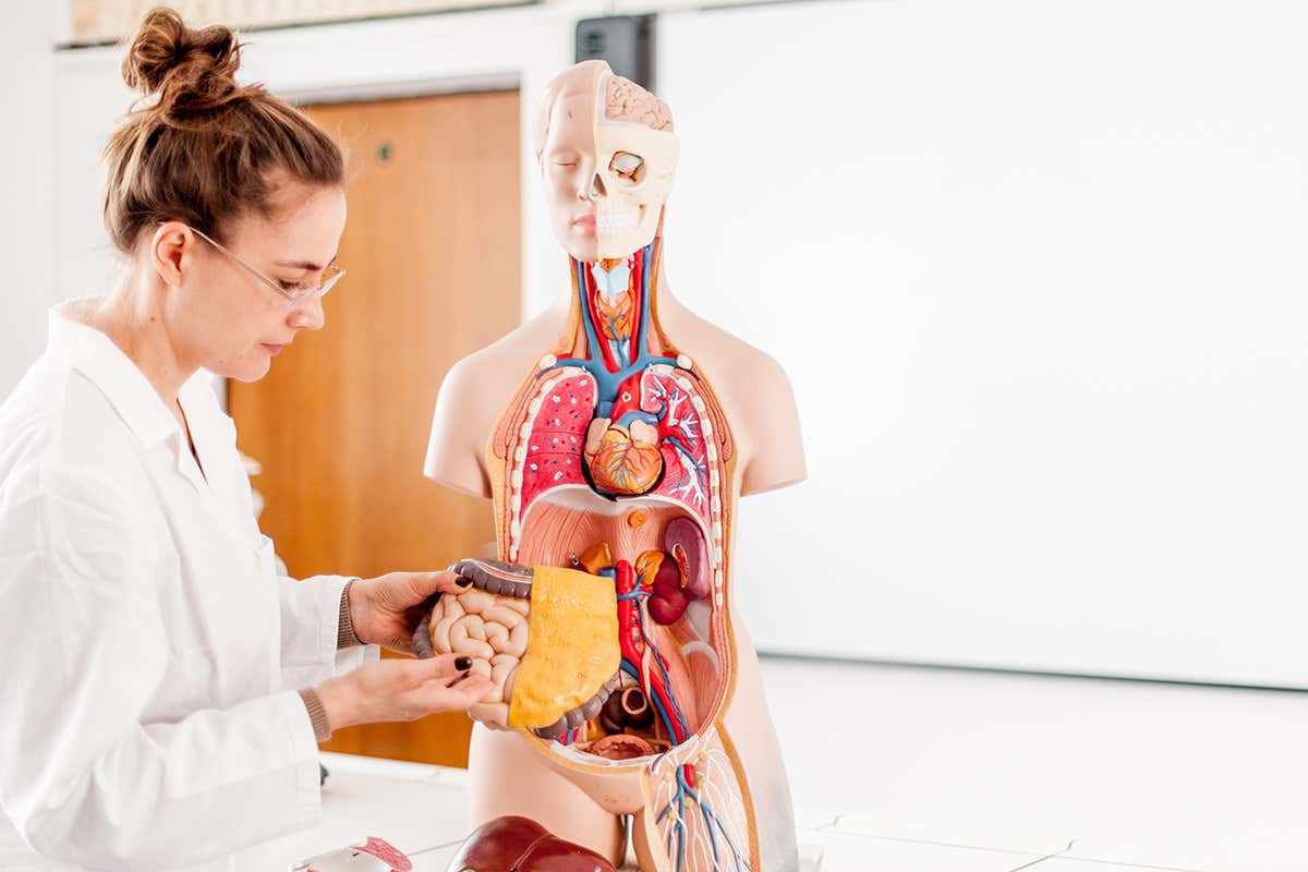 A model of the human gut