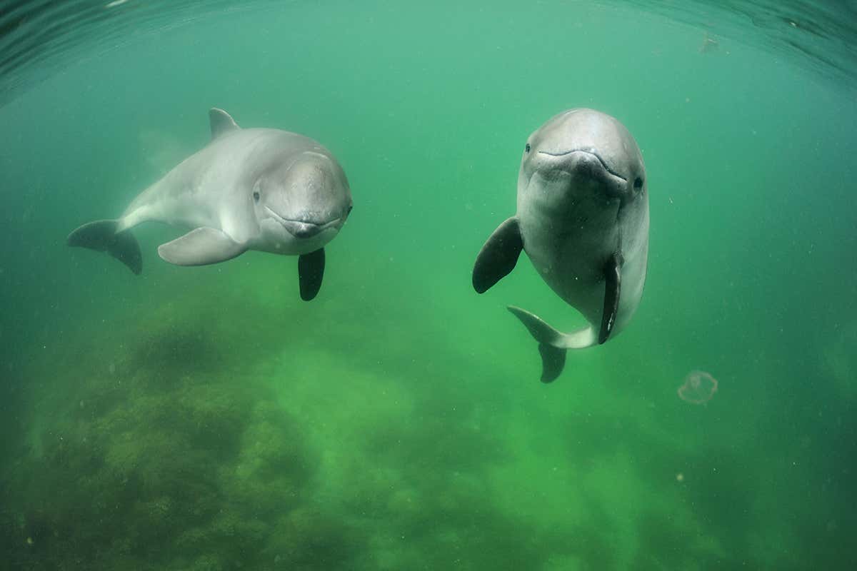 harbour porpoises swim underwater
