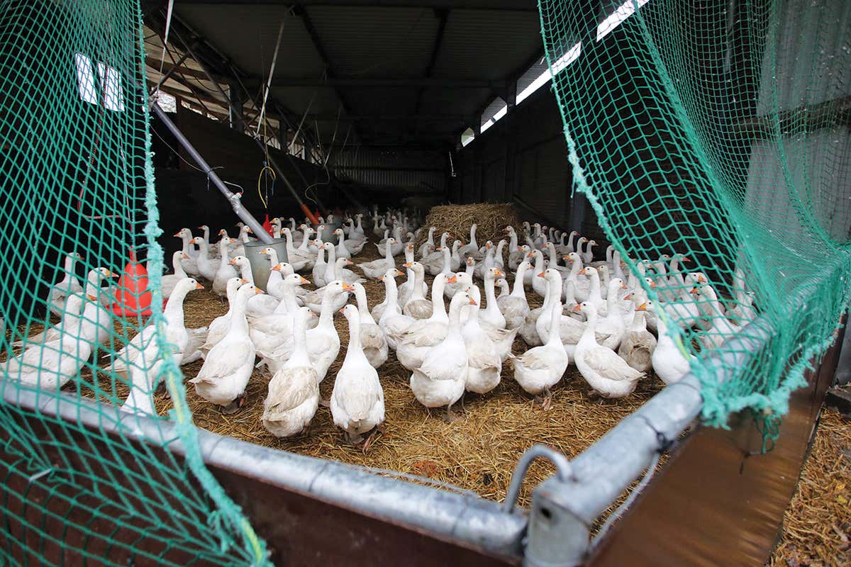Geese huddle together in a barn