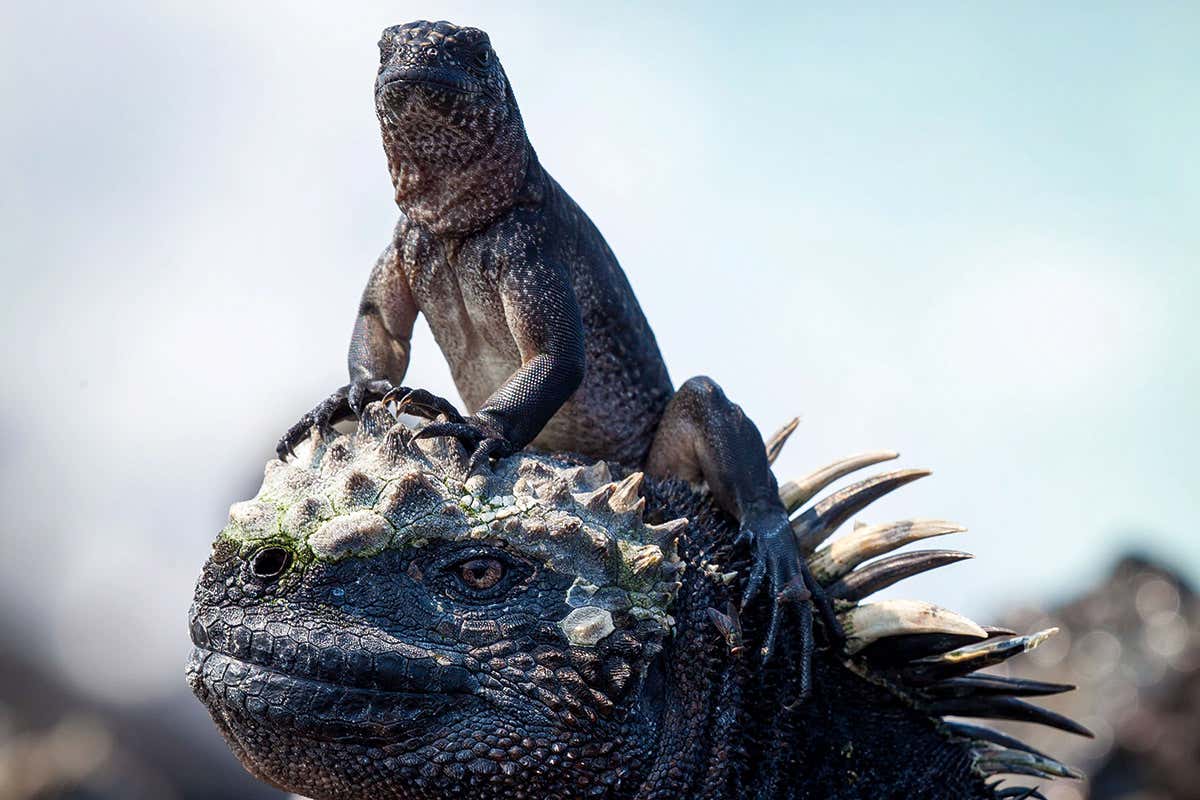 iguanas