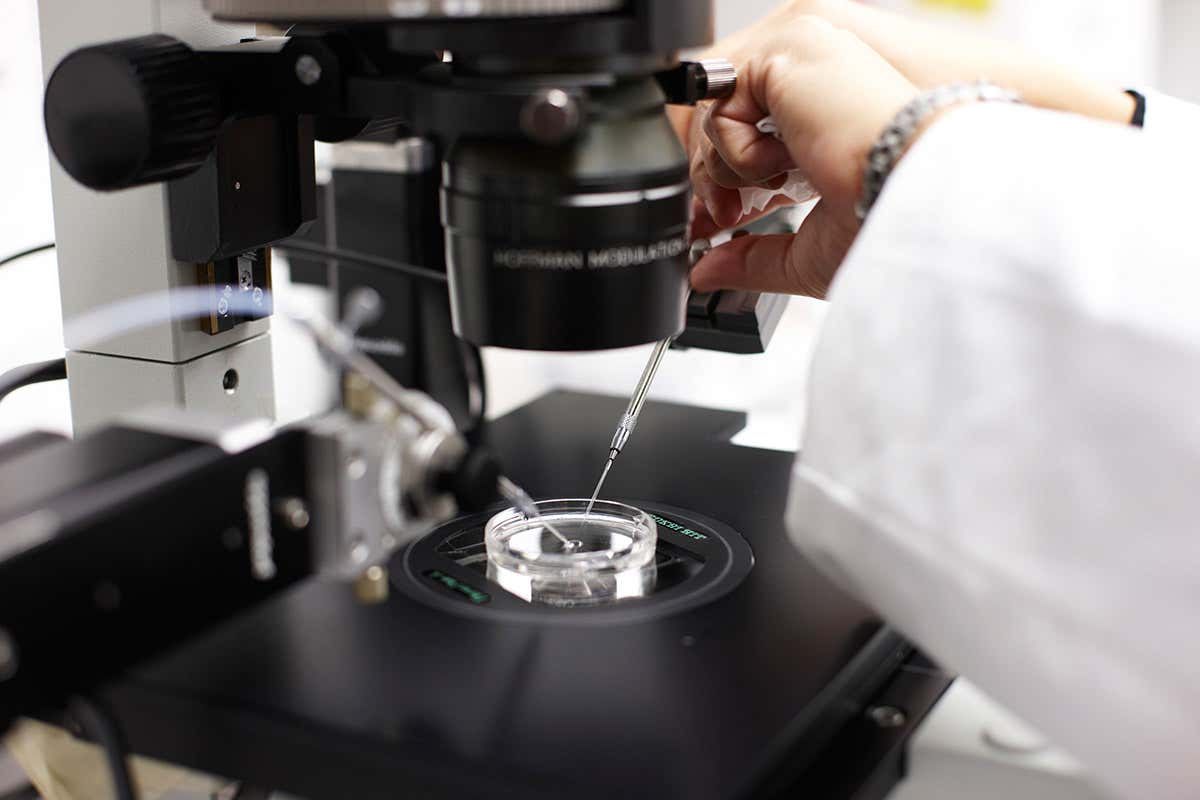 scientist studying embryonic cells