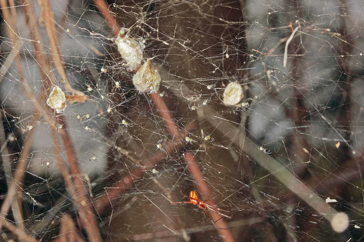 Male Manogea porracea with egg sacs