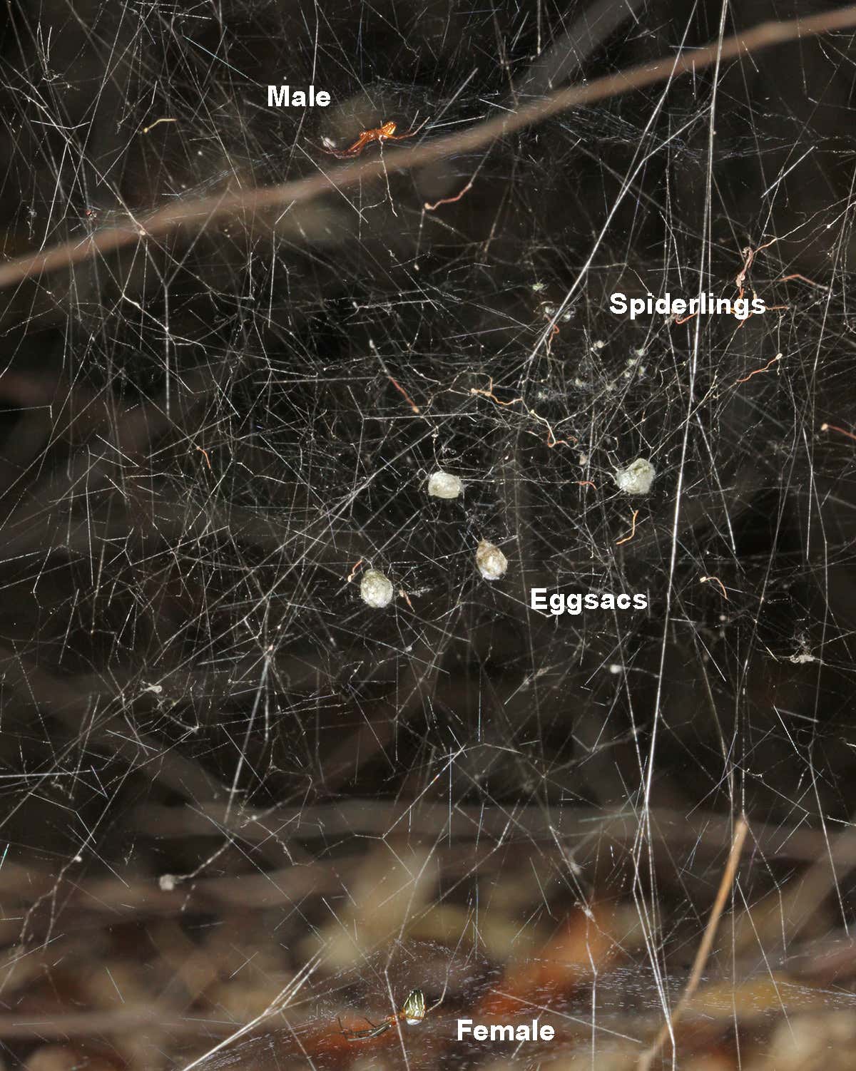 Manogea porracea mating set up