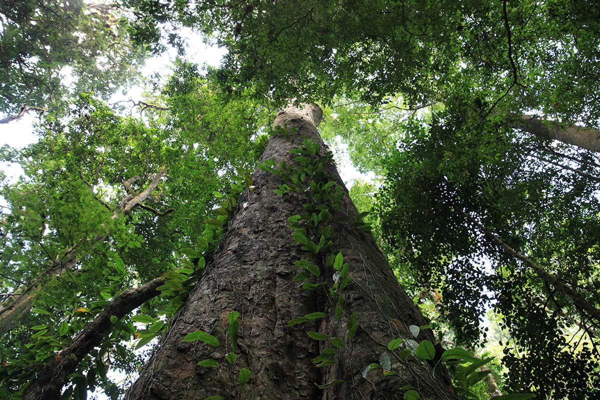 Africa’s tallest tree measuring 81m found on Mount Kilimanjaro