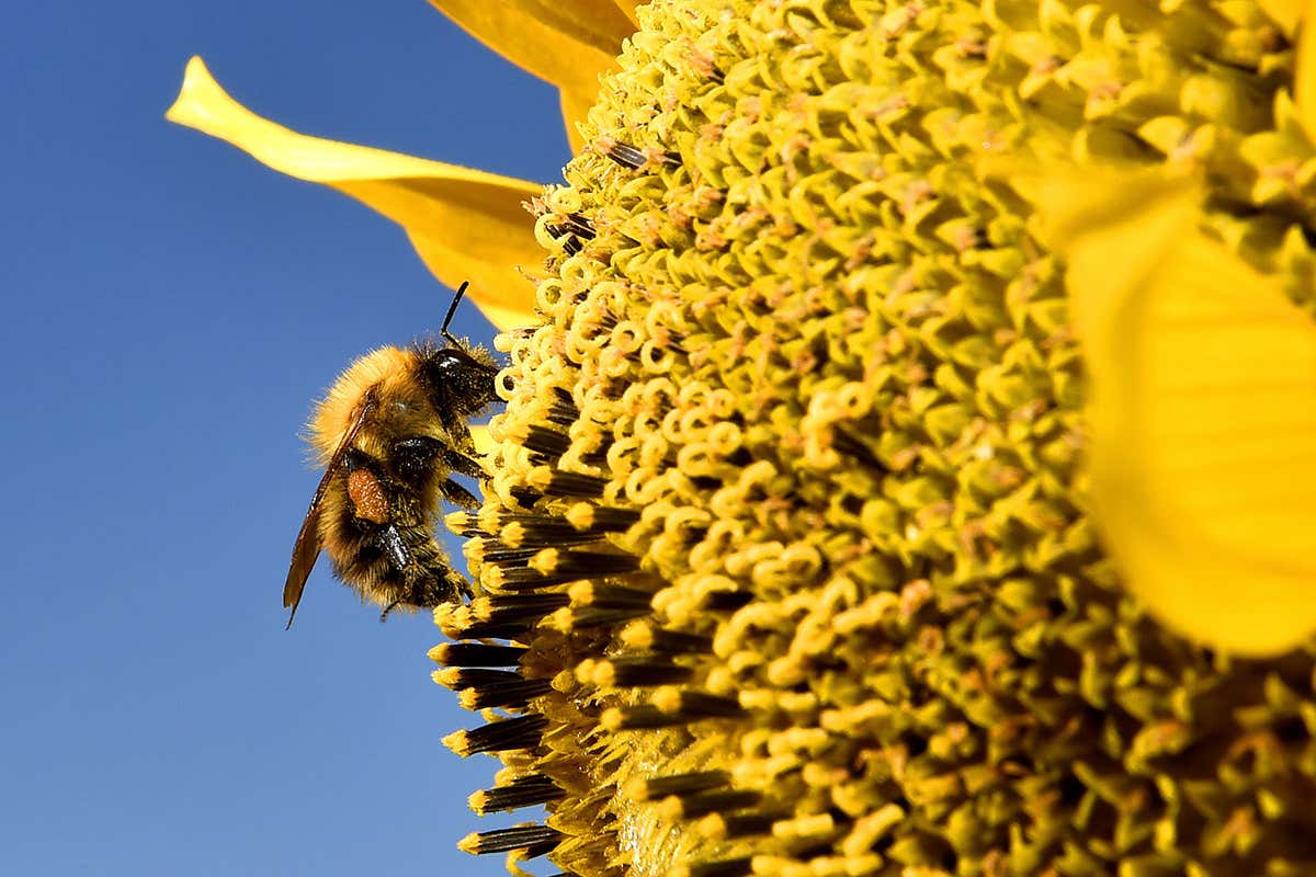 Three quarters of our crops depend on pollinators