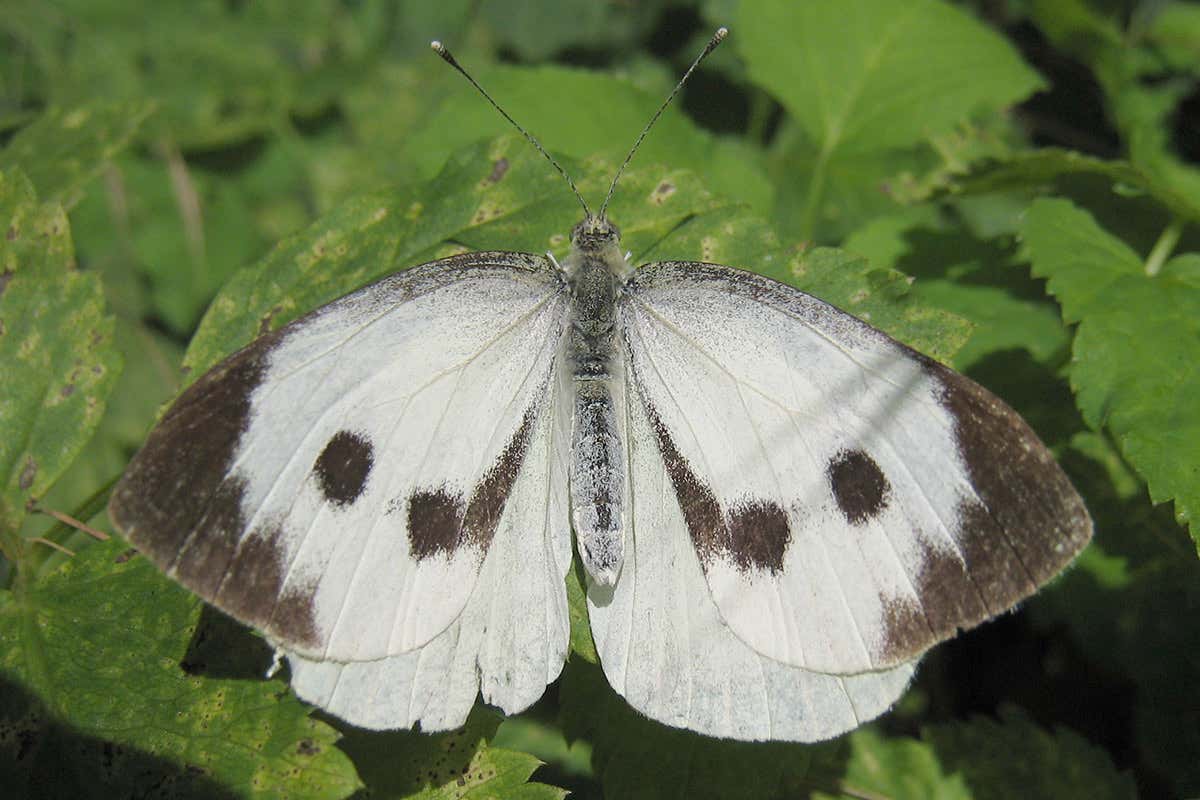 A great white butterfly resting on a leaf