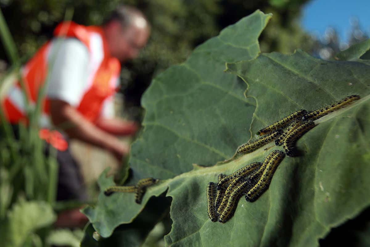 Caterpillars on a leaf in the foreground, with Richard Toft in the background wearing an orange high-vis jacket