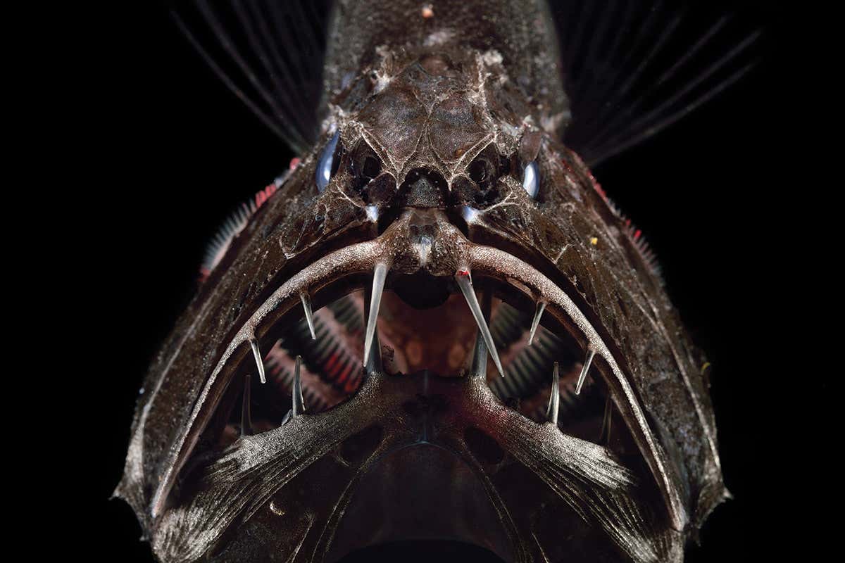 fangtooth fish