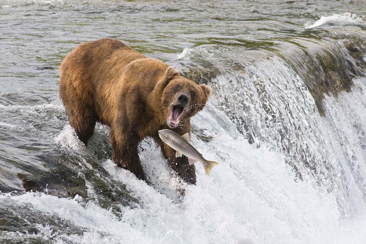bear catching fish