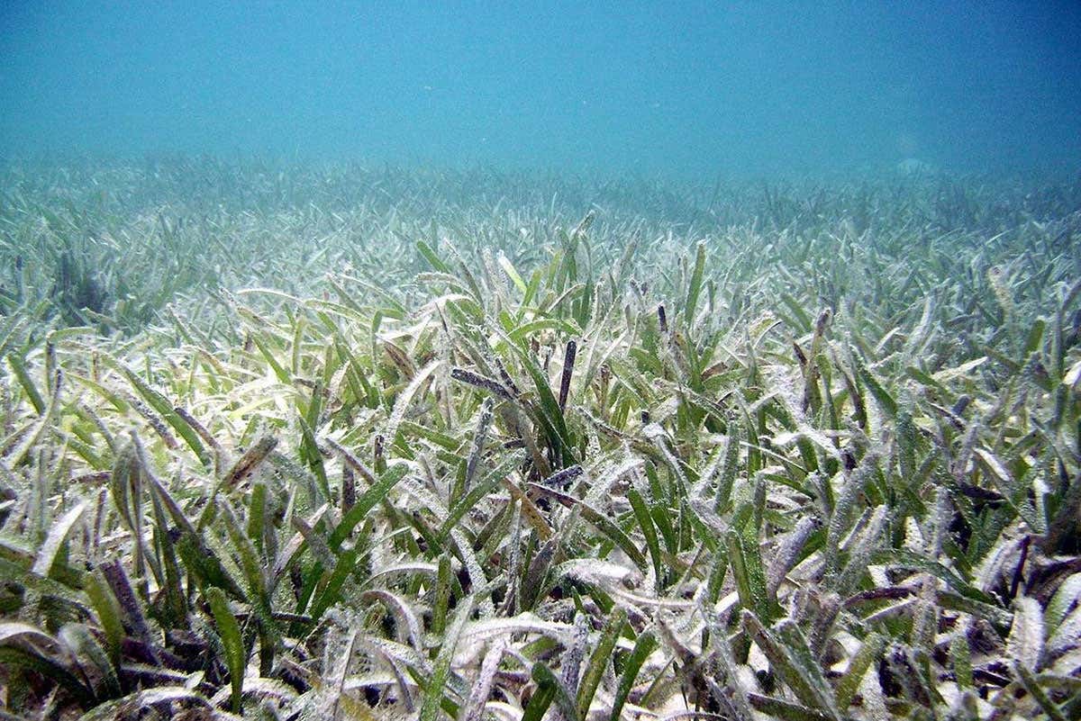 Bees of the sea: Tiny crustaceans pollinate underwater plants