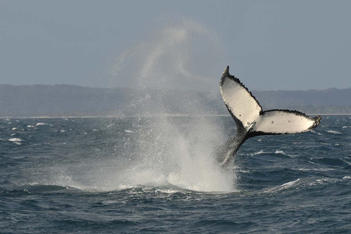 Whale breaching
