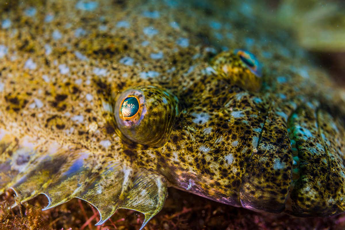 Flatfish are some of the most asymmetric vertebrates around