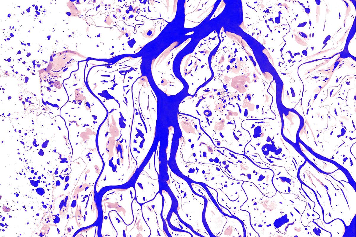 Yenisei River in Russia – permanent areas of water can be seen in blue. Pink shows areas where water is found less often.