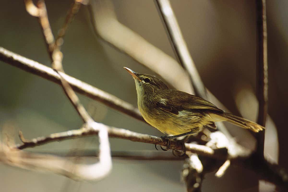 Seychelles warbler singing in a tree