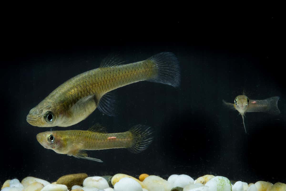 Mosquito fish