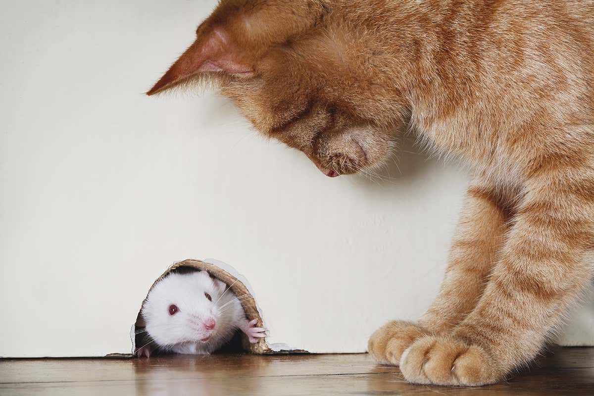 Cat watches white mouse emerge from hole in the wall
