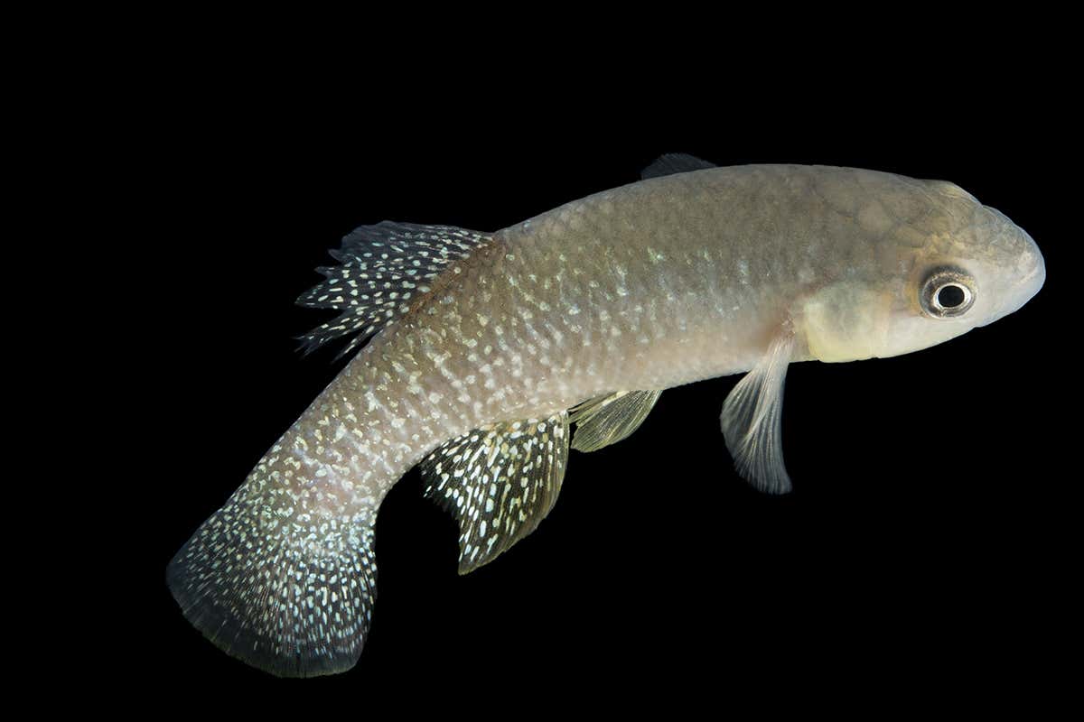 New Scientist. Science news and long reads from expert journalists, covering developments in science, technology, health and the environment on the website and the magazine.