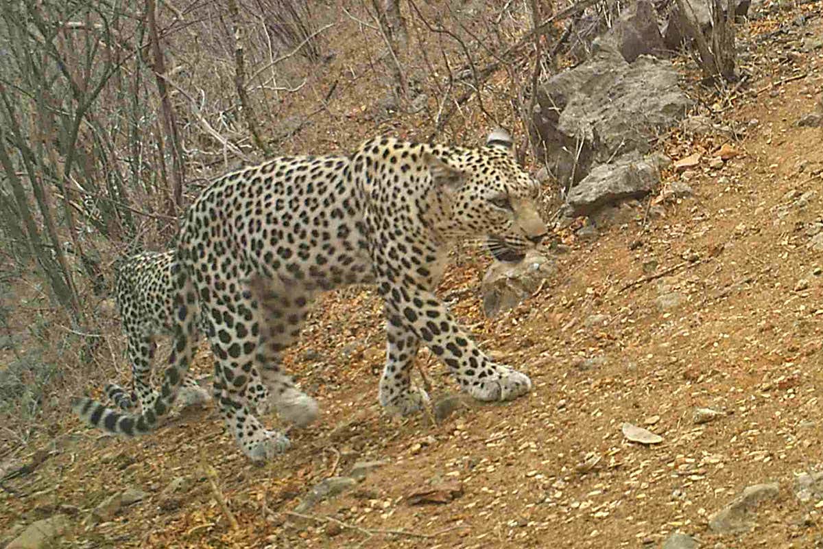 Arabian leopard