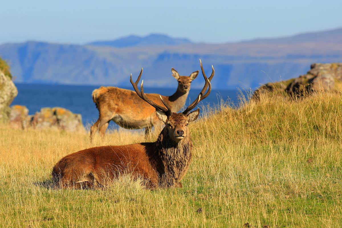 Red deer on Rum in Scotland