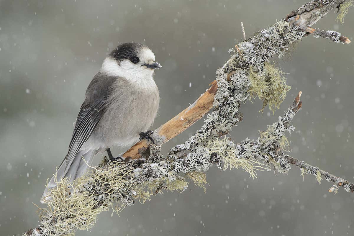 A gray jay