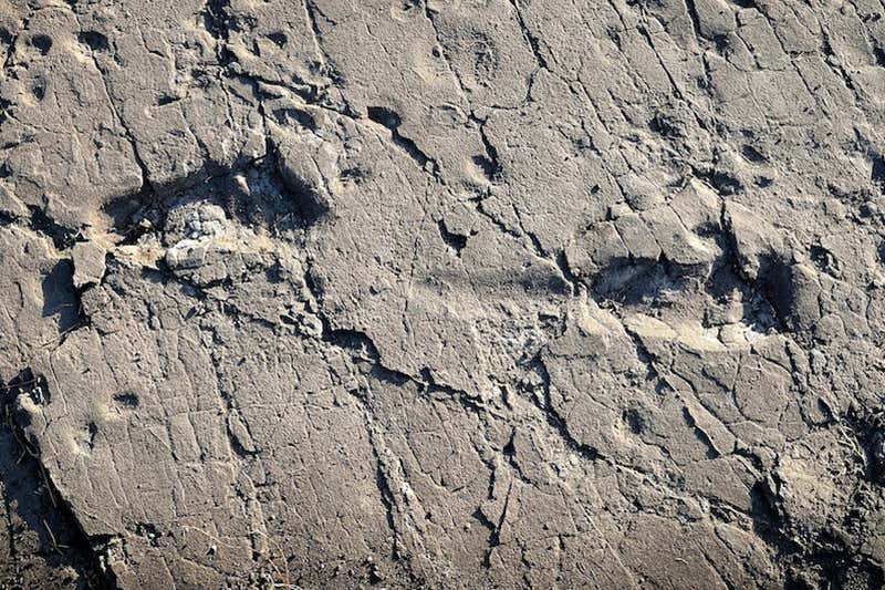 Footprints clearly imprinted in ancient rock