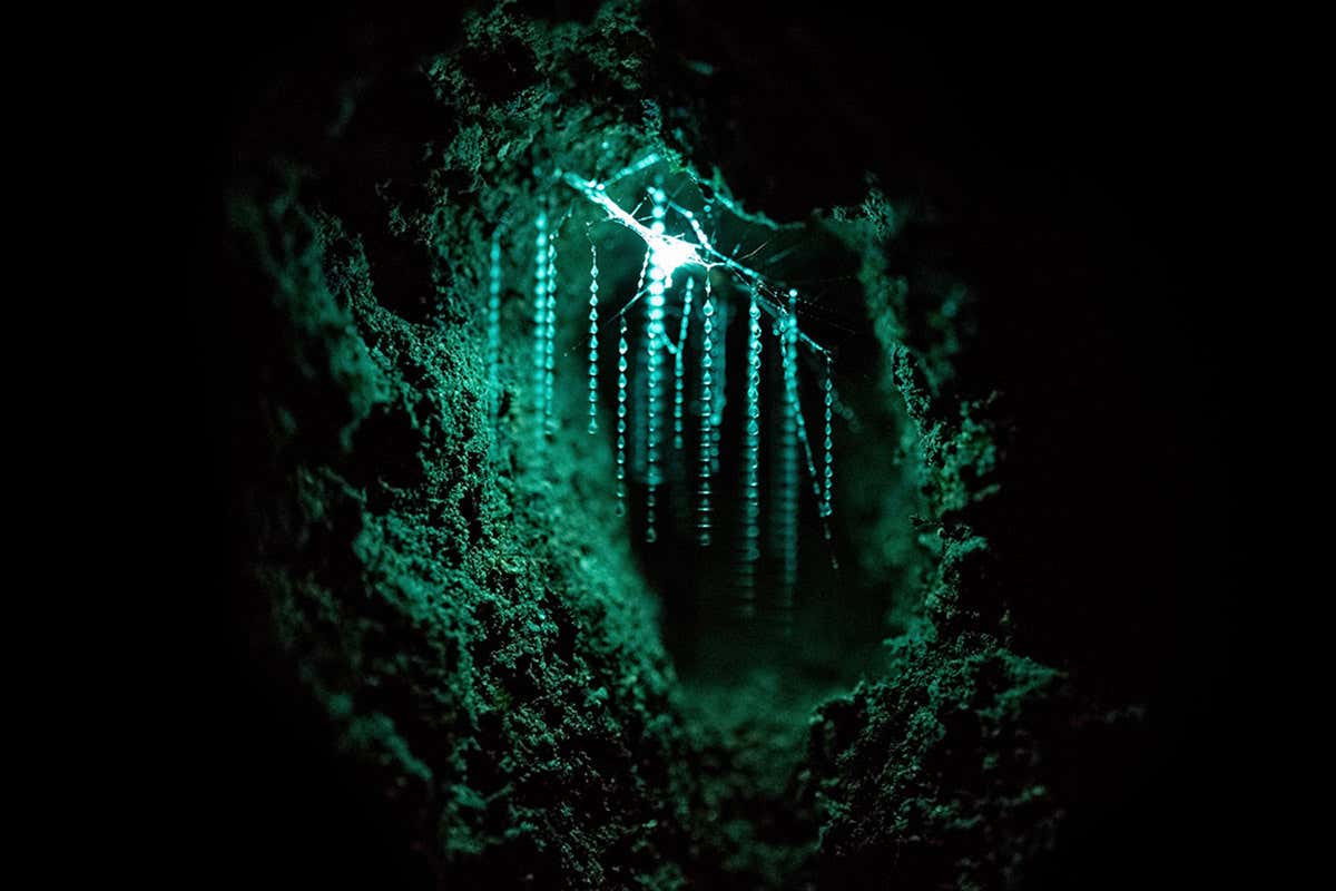 Glow-worm cave