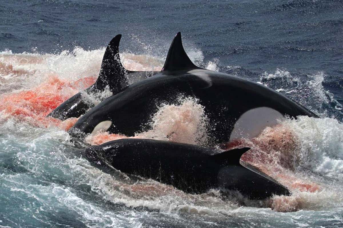 Rare case of orcas hunting whales