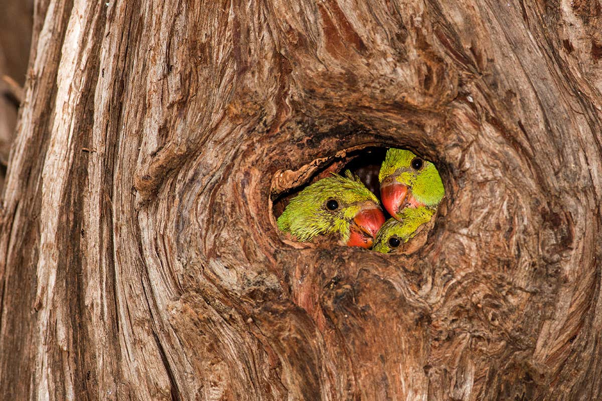 Parakeet chicks in a tree hole