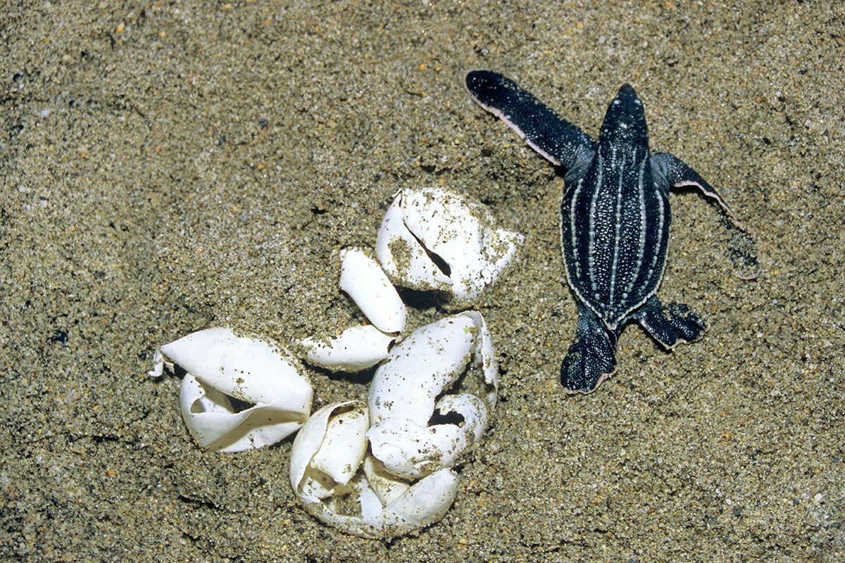 A newly hatches leatherback turtle beside some broken eggs