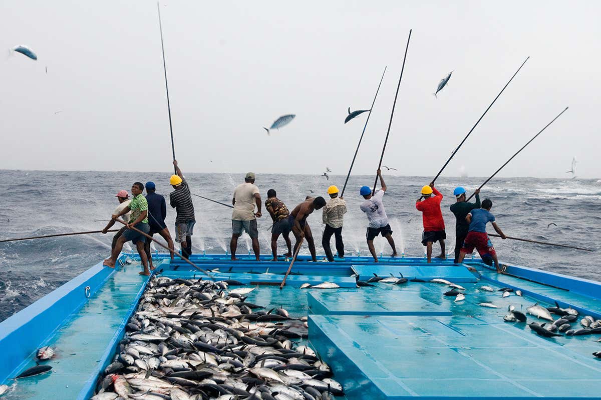 Fishermen catching tuna with a pole and line