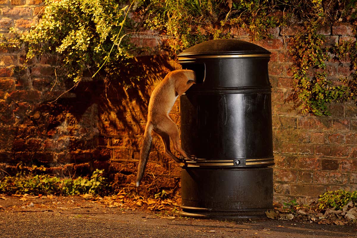 Fox eating from bin