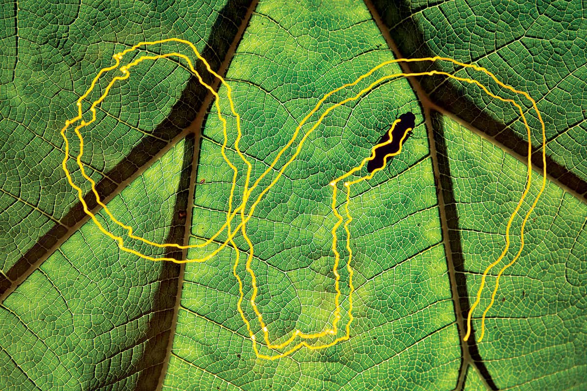 beetle's path on leaf