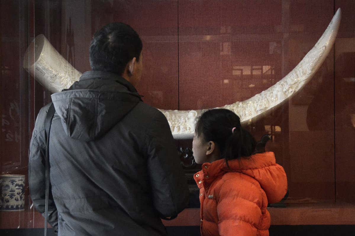 Carved elephant tusk