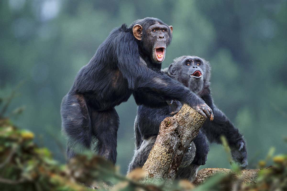 Two chimpanzees