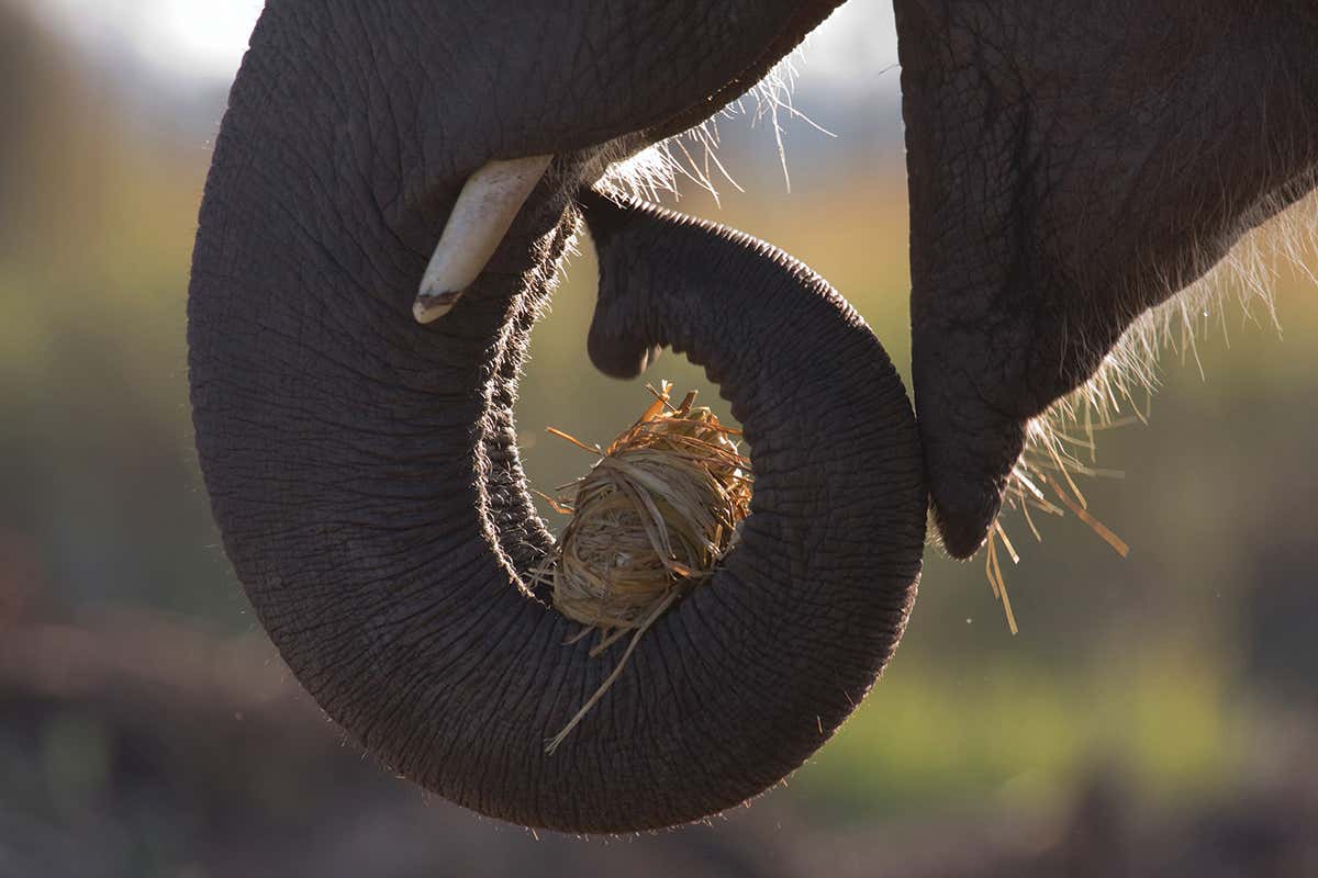 An elephant's trunk