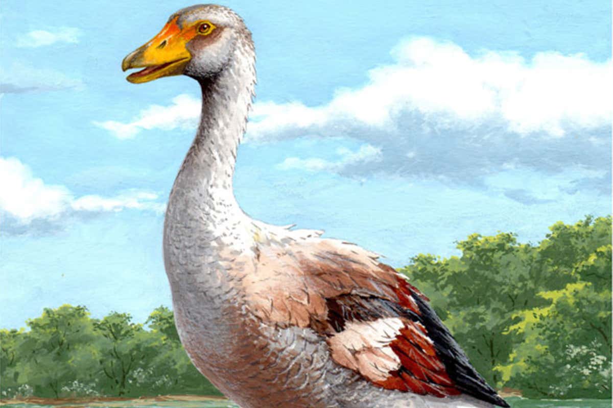 Illustration of goose against wooded backdrop