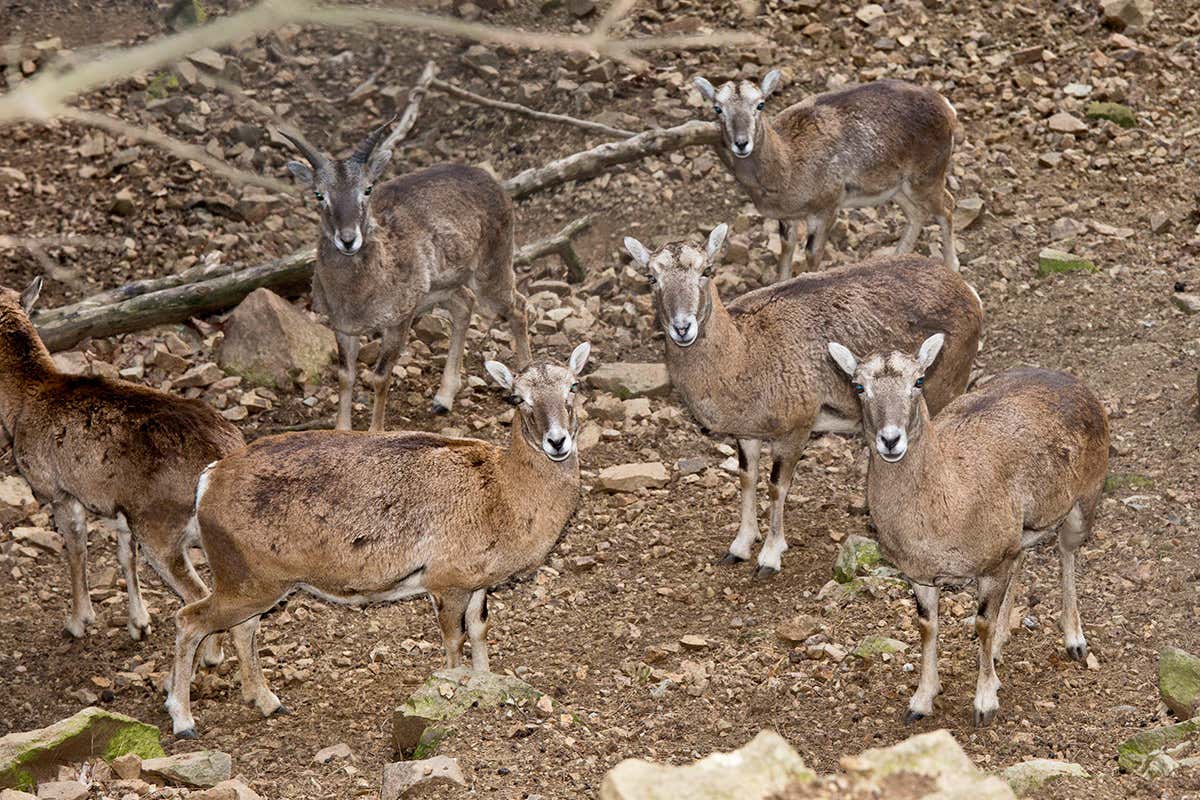 Cyprus mouflon