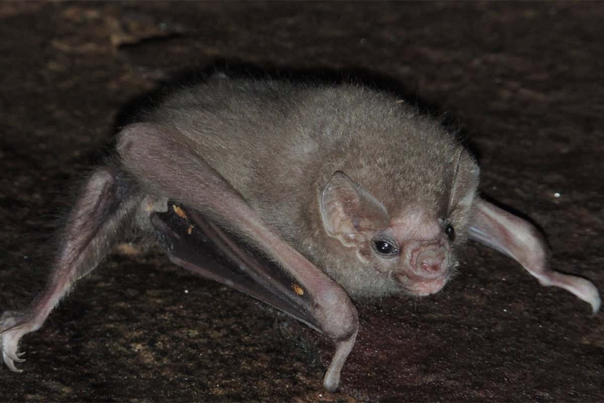 A hairy-legged vampire bat (Diphylla ecaudata)